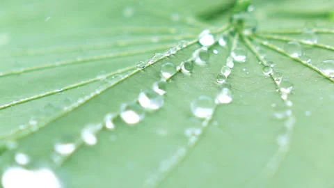 Water splashing on green leaf. Stock Footage 153260424