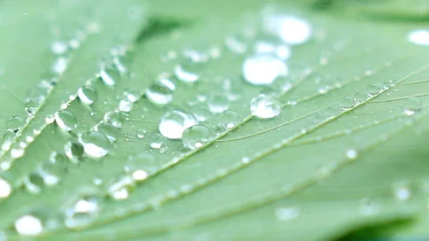 Water splashing on green leaf. Stock Footage 153260435