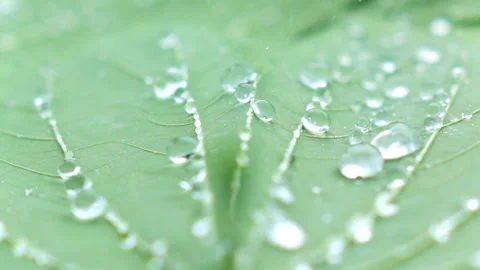 Water splashing on green leaf. Stock Footage 153260556