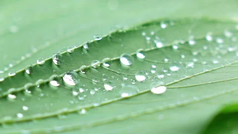 Water splashing on green leaf. Stock Footage 153260561