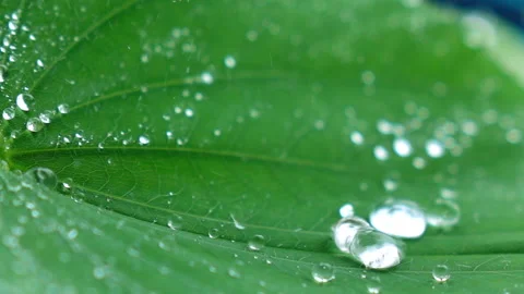 Water splashing on green leaf. Stock Footage 153260612