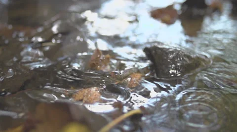 Water Splashing When Beechnut Falls In - Slow Motion Stock Footage 36664800