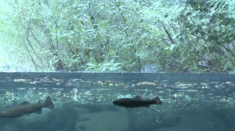 Water split level shot of rainbow trout in stream. Video stock 943342