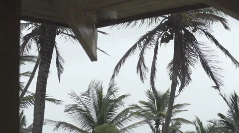 Water spout focus on coconut trees 스톡 동영상 52133699