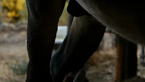 Water spray on donkey 2 Stock Footage 119617000