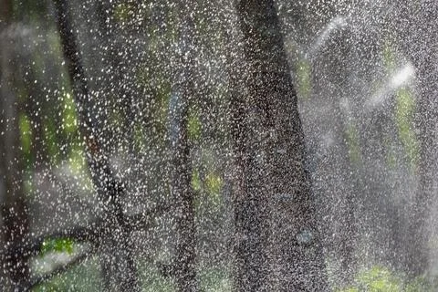 Water spray on tree trunk forest background Photos