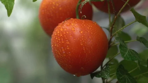 Water sprayed on beautiful red tomato hanging on branch, organic non-gmo farming 動画素材 119297002