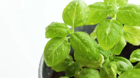 Water sprayed fresh green wet basil leaves with water drops Stock Footage 277843751