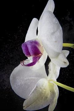 Water sprayed on an orchid. Stock Photos