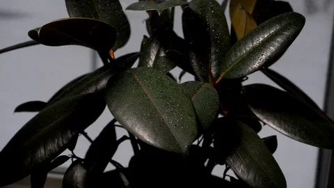 Water sprayed on the plants in slow motion Stock Footage 125411846