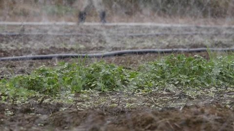 Water spraying over rows of crops on a dry farm field with green plants and irri Stock Footage 345700471