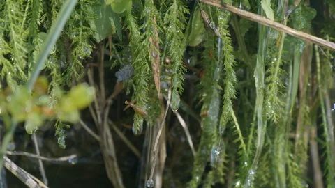 Water Spring 02 Stock Footage 123873758