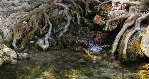 Water spring between the roots in Seven Springs or Epta Piges Rhodes Greece Foto stock