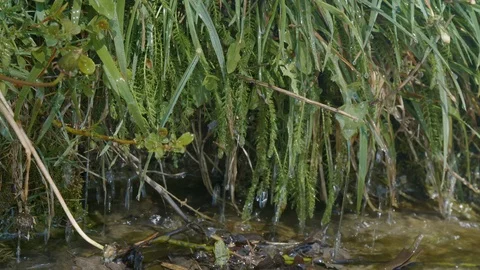 Water Spring Видео 123873547