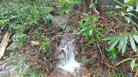 Water  spring 스톡 동영상 316485265