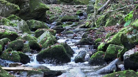 Water spring in forest, Nature loop background with sound included Stock Footage 70447033