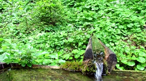 Water spring in green forest Video stock 50654871