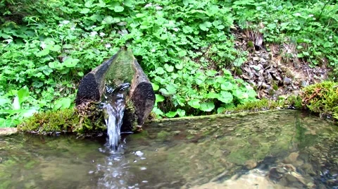 Water spring in green forest Stock Footage 50655923