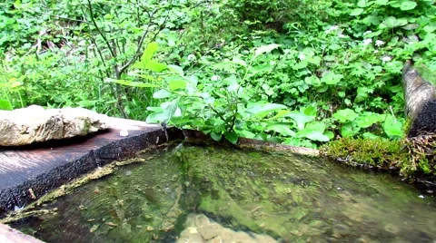 Water spring in green forest Stock Footage 50657322