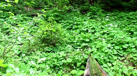Water spring in green forest Stock Footage 50658947