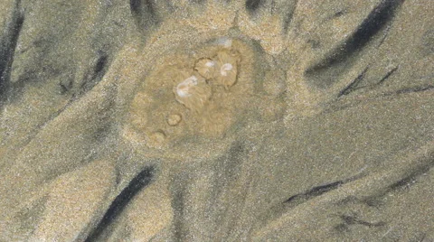 Water Spring Through Sand Bed Stock Footage 52117761