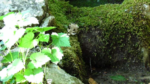 Water spring - tilt up Stock Footage 39204385