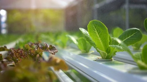 How to Start a Hydroponic Garden | Airtasker AU