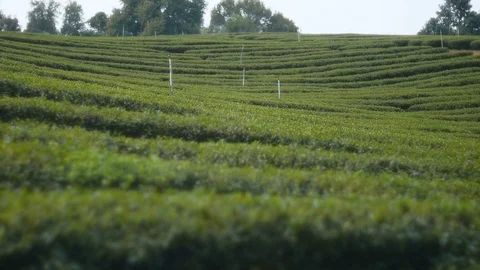 Water springer in tea farm Stock Footage 108893635