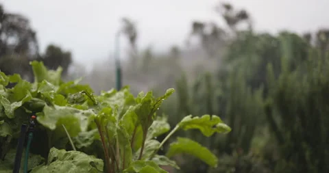 Water sprinklers spraying over beetroot crops in a garden Stock Footage 167278313
