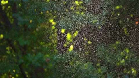 Water sprinkles, blurred background with trees and lights (graded) Stock Footage 119681220