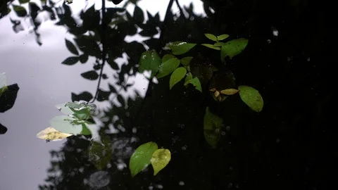 Water start dropping into the pond full with leaves Stockbeeldmateriaal 86290163