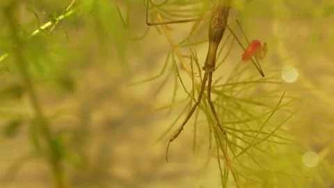 Water stick insect. Ranatra linearis. Water scorpion. Insect with prey. Stock Footage 96015591