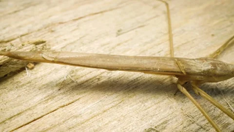 Water stick insect (Ranatra linearis) – panoramic macro footage. 스톡 동영상 326775933