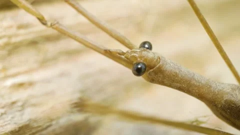 The water stick insect (Ranatra linearis). Stock Footage 326775969