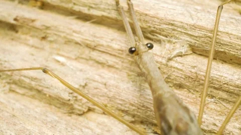Water stick insect (Ranatra linearis).Macro shot Stock Footage 326775816