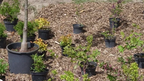 Water storing rain garden construction with saplings in mulch for dry soil Stock Footage 341868594