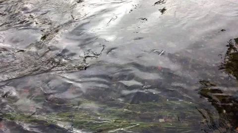 Water stream and rocks bottom Vidéo 46272806