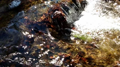 The water stream and rocks bottom Vídeo Stock 49068029