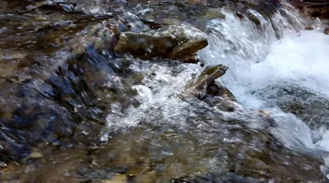 The water stream and rocks bottom Vídeo Stock 49068174