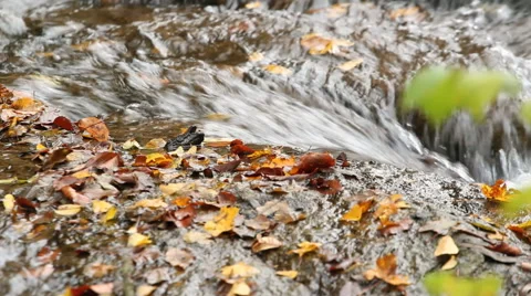 Water stream at autumn Stock Footage 43890639