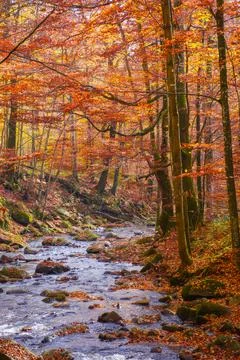 Water stream in the beech woods Stock Photos