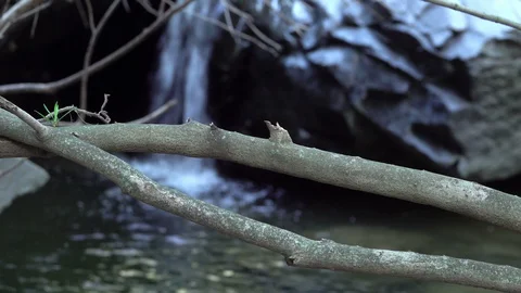 Water stream behind tree branch Stock Footage 128978237