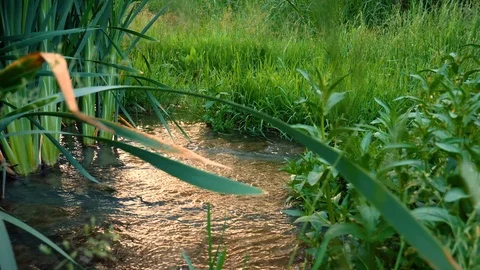 Water Stream between beautiful green nature scenery 스톡 동영상 110272463