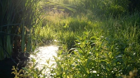Water Stream between beautiful green nature scenery 스톡 동영상 110272873