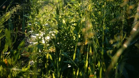Water Stream between beautiful green nature scenery 스톡 동영상 110272908