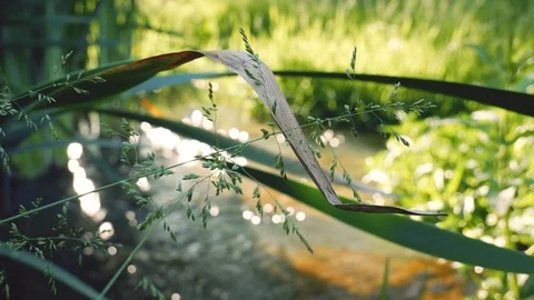 Water Stream between beautiful green nature scenery 스톡 동영상 110272956