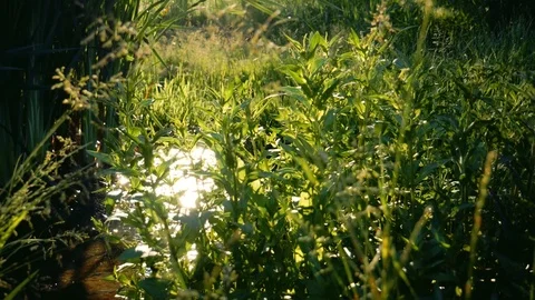 Water Stream between beautiful green nature scenery 스톡 동영상 110274308