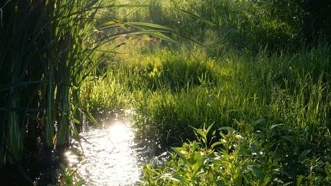 Water Stream between beautiful green nature scenery 스톡 동영상 110274349