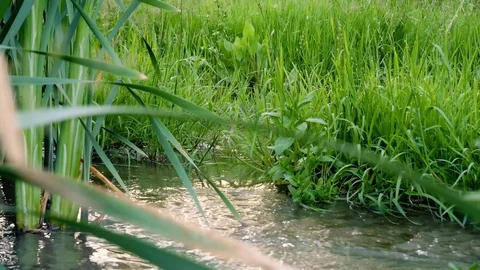 Water Stream between beautiful green nature scenery 스톡 동영상 110275165
