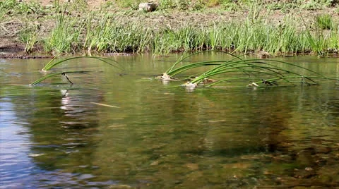 Water Stream B.mp4 Stock Footage 23264092